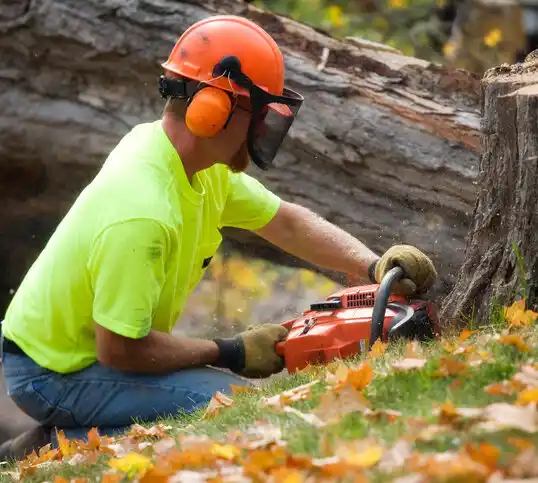 tree services Eagan